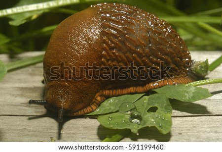 fat-slug-crawling-on-aged-450w-591199460.jpg