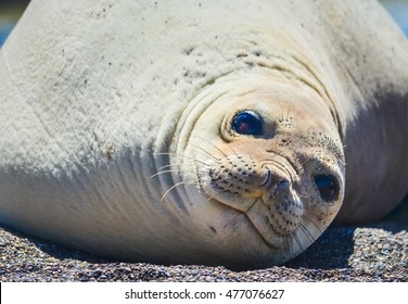 Fat Southern Elephant Seal Lying On Stock Photo 477076627 | Shutterstock