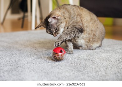 Fat Tabby Cat Is Playing, Pushing   With A Paw Slow Feeder Ball With Dry Food Inside, Trying To Take Out A Crunch. Playful Kitty Having Fun With A Challenging Toy. Active Mature Feline.