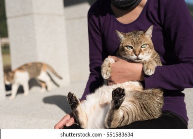 fat tabby holded by a woman in outdoor
