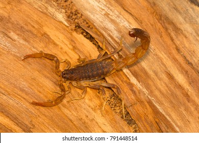 Fat Tailed Scorpion, Genus Lychas From Pondicherry, Tamilnadu, India. These Are Also Known As Bark Scorpions