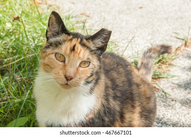 Fat Threecolored Cat Damaged Ear Stock Photo 467667101 