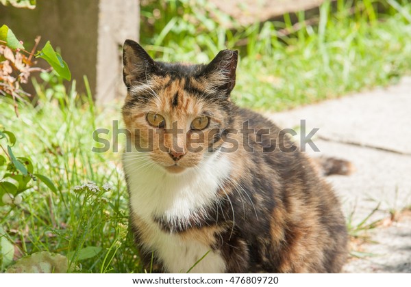 Fat Threecolored Cat Damaged Ear Stock Photo 476809720 | Shutterstock