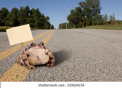Fat toad sitting on a quiet, country road holding a cardboard sign.  Ready for your text!
