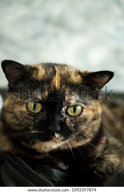 fat tortoiseshell cat