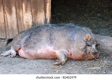 fat and ugly wild pig sleeping