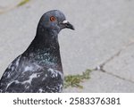 Fat urban pigeon in the European city square looking for bread crumbs