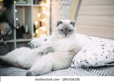 Fat white Scottish cat lies in bed on a pillow