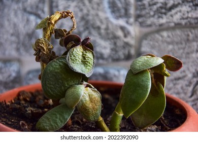 Fat woman (Crassula) money tree is an unpretentious plant, but sometimes it gets sick. Houseplants care concept, flower diseases, fertilizers and medicines advertising. Leaves wrinkle, dry up.