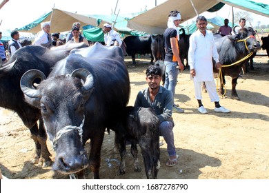 312 Murrah Buffalo Images, Stock Photos & Vectors | Shutterstock