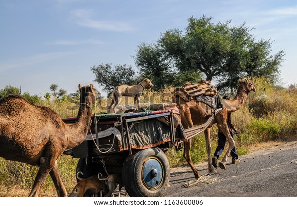 FATEHPUR, RAJASTHAN, INDIA- oct 12,\
2011 : Gadulya nomads with carts, camels and goats move their camp\
in the countryside around Fatehpur, October 12,\
2011.\

