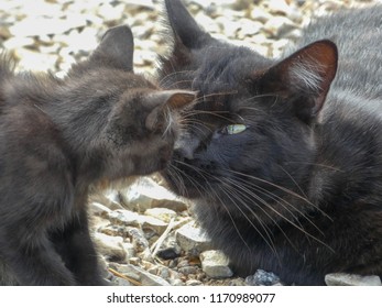 Barn Cat Images Stock Photos Vectors Shutterstock