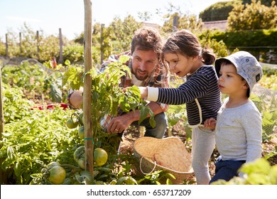 Father And Children Looking At Tomatoes Growing On Allotment