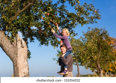 Father And Daughter Picking Apples From A Colorful Apple Tree In Autumn In Front Of Blue Sky