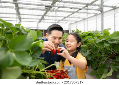 A father and daughter visit an organic strawberry garden on a closed farm. Have fun picking strawberries together. - Powered by Shutterstock