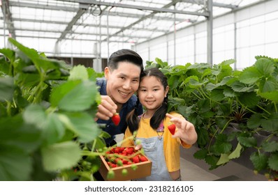 A father and daughter visit an organic strawberry garden on a closed farm. Have fun picking strawberries together. - Powered by Shutterstock