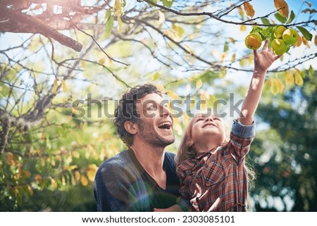 Father with girl child picking from apple tree in garden, happy outdoor with love and family together in orchard. Man spending quality time with young daughter on farm, fruit and happiness in nature