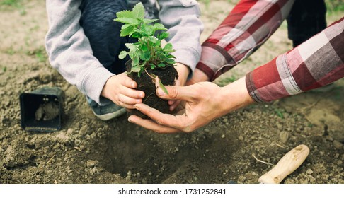 The father helps his son to transplant the strawberry into the ground - Powered by Shutterstock