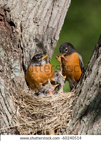 father robin feed his unfledged young a tasty treat of earthworms while mom watches