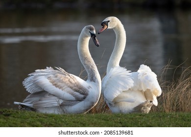father and son chat between two mute swans