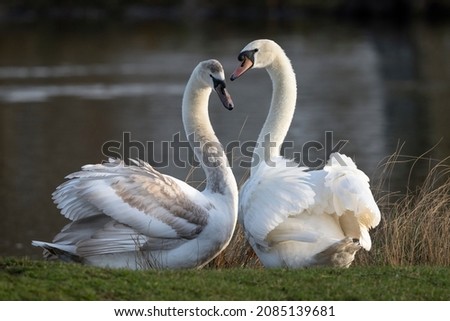 father and son chat between two mute swans
