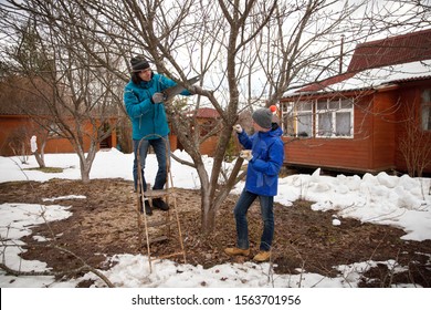 Father and son are cutting apple tree in spring garden, Russia - Powered by Shutterstock