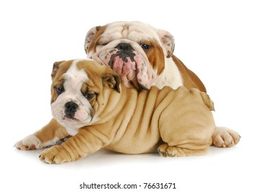 Father And Son Dogs - Two English Bulldogs Cuddling On White Background