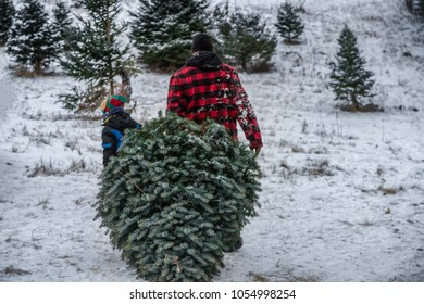 Father And Son Dragging Cut Christmas Tree, Festive