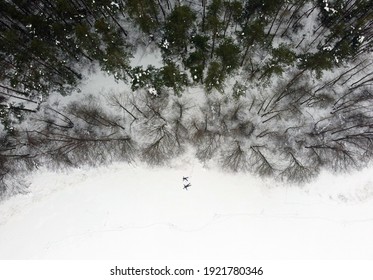 Father And Son Lying On A Snow, Arial View, Drone Photo, Winter Forest