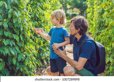 Father and son on a black pepper farm in Vietnam, Phu Quoc.