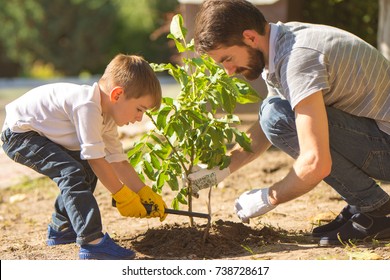 The father and a son plant a little tree