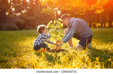 Father And Son In Planting Tree Under Sun With Lens Flare Effect. Family Time Outdoors