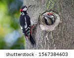 Father and son, portrait of woodpeckers (Dendrocopos major)