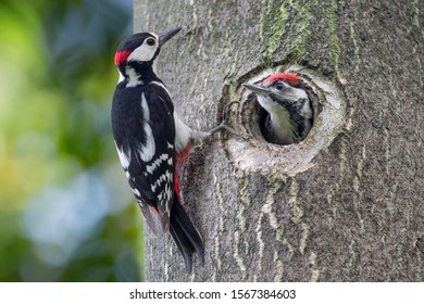Father and son, portrait of woodpeckers (Dendrocopos major)