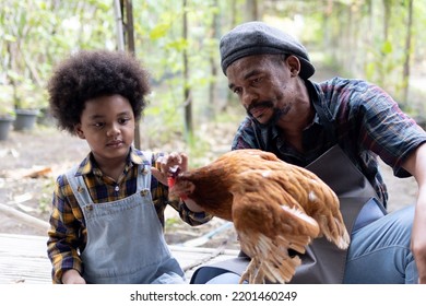 Father And Son Raising Chickens On Farm