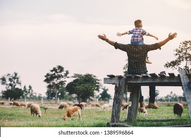 father and son in sheep farm; Farmers take care and feed the animals on the farm.sheep and goat in countryside farm - Powered by Shutterstock