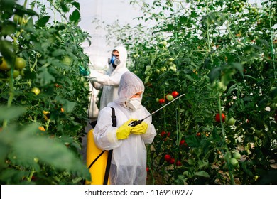 Father And Son Spraying Organic Pesticides On Tomato Plants In A Greenhouse.