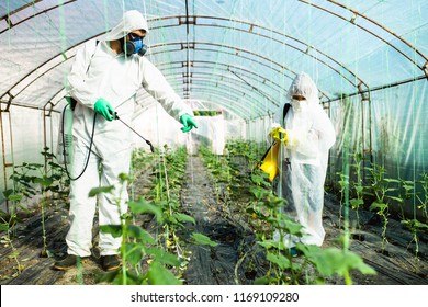 Father And Son Spraying Organic Pesticides On Cucumber Plants In A Greenhouse.