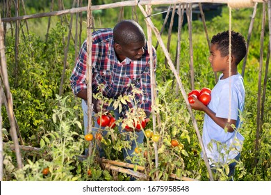 Father and son teenager work on a tomato plantation - Powered by Shutterstock