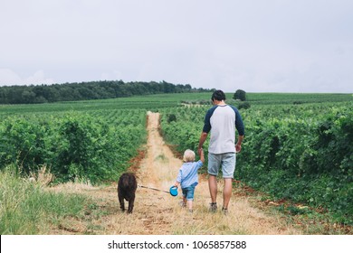 Father and son walking with dog on nature, outdoors. Family background. Dad and his kid walking on trail among field and vineyards.