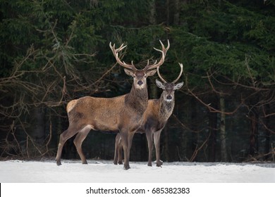 Father And Son:Two Generations Of Noble Deer Stag. Two Red Deer (Cervus Elaphus ) Stand Next The Winter Forest. Winter Wildlife Story With Deer And Spruce Forest. Two Stag Close-Up. Belarus Republic.