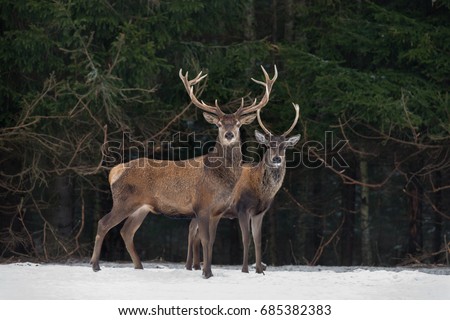 Father And Son:Two Generations Of Noble Deer Stag. Two Red Deer (Cervus Elaphus ) Stand Next The Winter Forest. Winter Wildlife Story With Deer And Spruce Forest. Two Stag Close-Up. Belarus Republic.