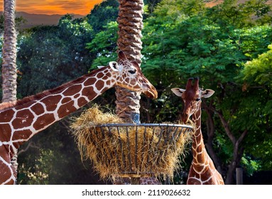Father and Young baby giraffes eat dry hay from a hay basket. Metal feeder for animals feeding equipment against trees. Fantastic scene with cute small giraffe eating dry grass from a round hay feeder