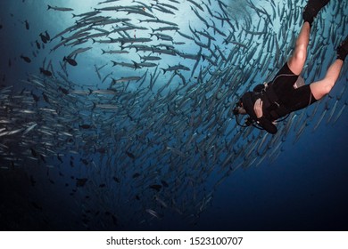 Fathers Reef , Papua New Guinea, October 1st 2019 , Scuba Diver Swimming With Large School Of Barracuda