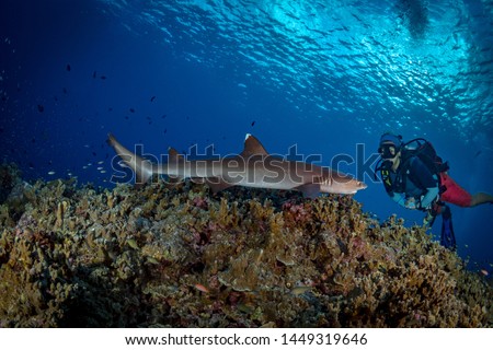 Fathers reef,Papua New Guinea - July 10th 2019- Scuba diver gets up close to white tip reef shark