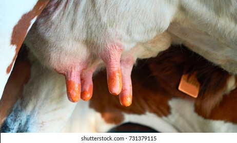 Fatmilking of cows utter before milking process, Franche Comte, France. - Shutterstock ID 731379115