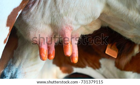Fatmilking of cows utter before milking process, Franche Comte, France.