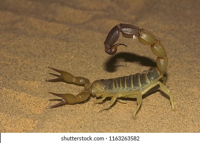 Fattail scorpion or fat-tailed scorpion, Androctonus sp. from Jaisalmer, Rajasthan, India