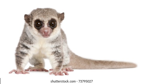 Fat-tailed Dwarf Lemur, Cheirogaleus Medius, 11 Years Old, In Front Of White Background