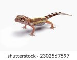 Fat-tailed geckos isolated on white background, leopard gecko lizard, eublepharis macularius